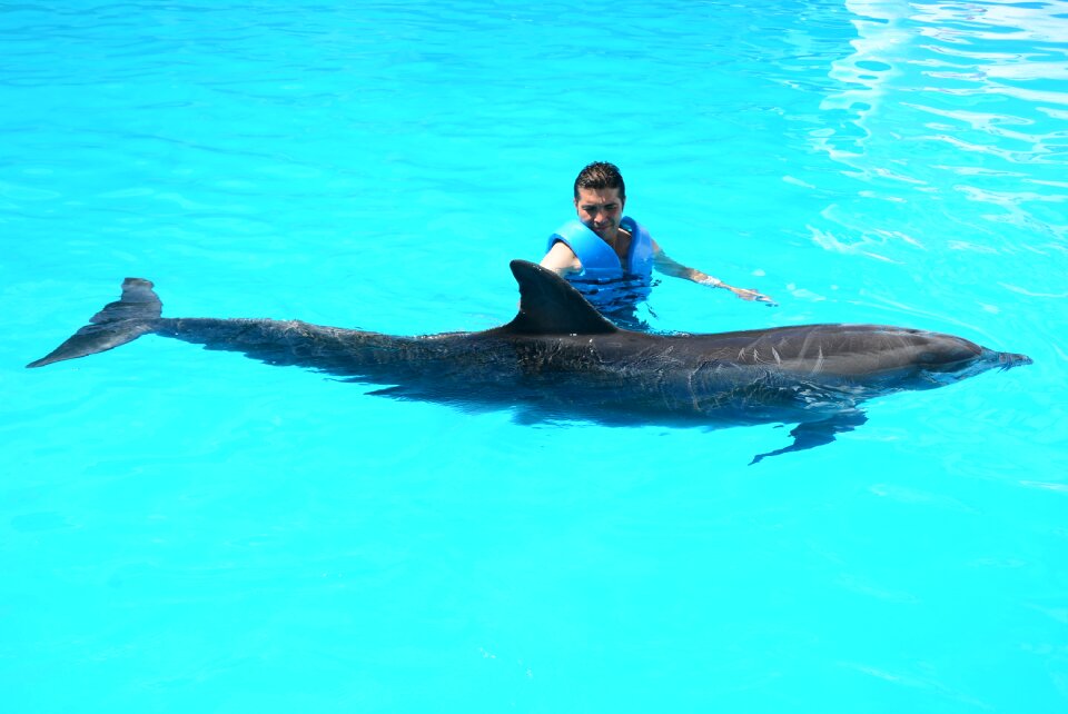 Oceanic fish mammals