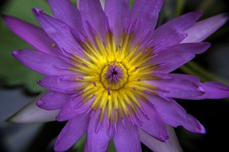 Purple petals pond photo