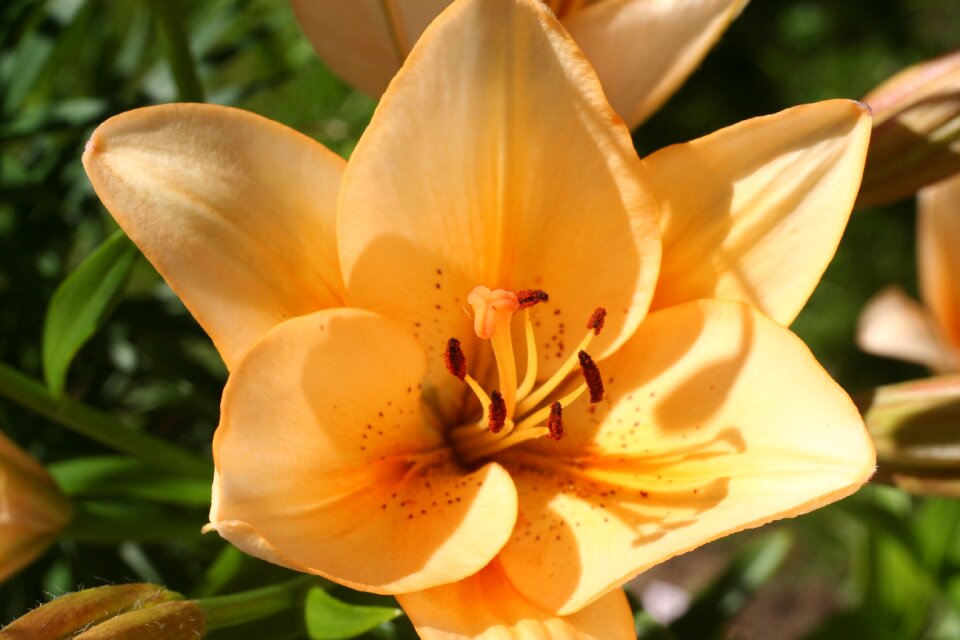 Fragrance nature summer flowers