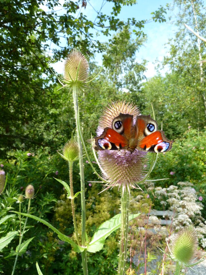 Wicket kart bun kart bun butterfly