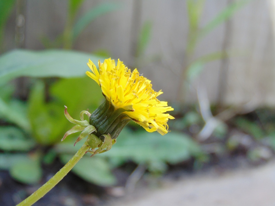 Spring nature plant