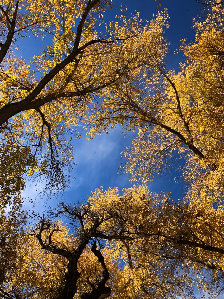 Autumnal changing leaves yellow leaves