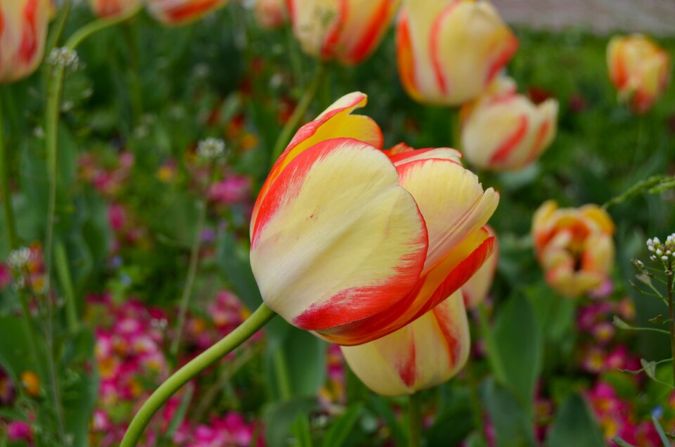 Flower orange yellow