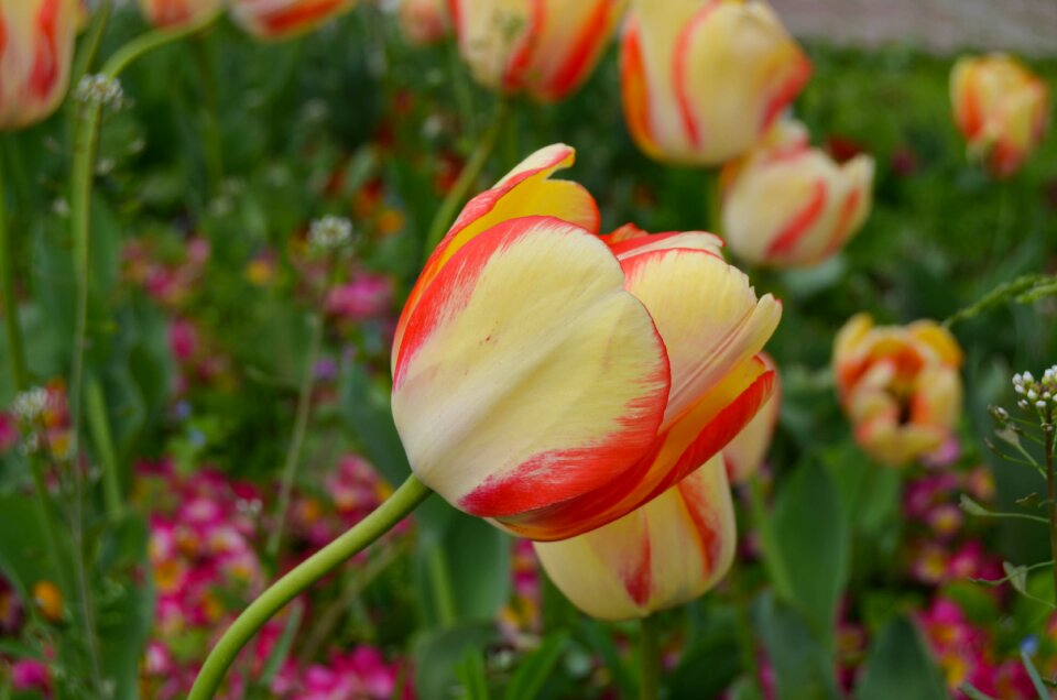 Flower orange yellow photo