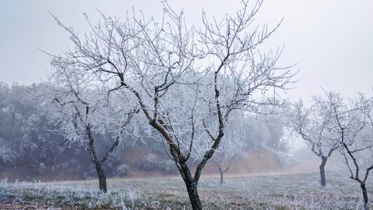 Tree ice snowflakes