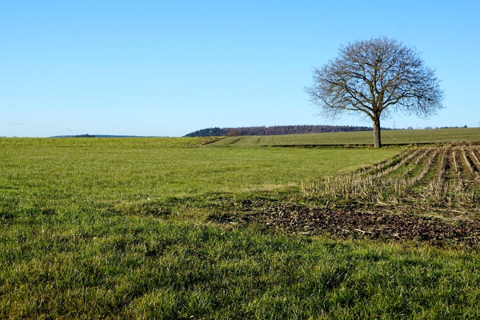 Tree landscape grass