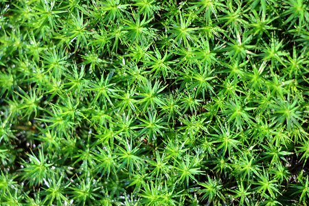 Nature forest floor star moss