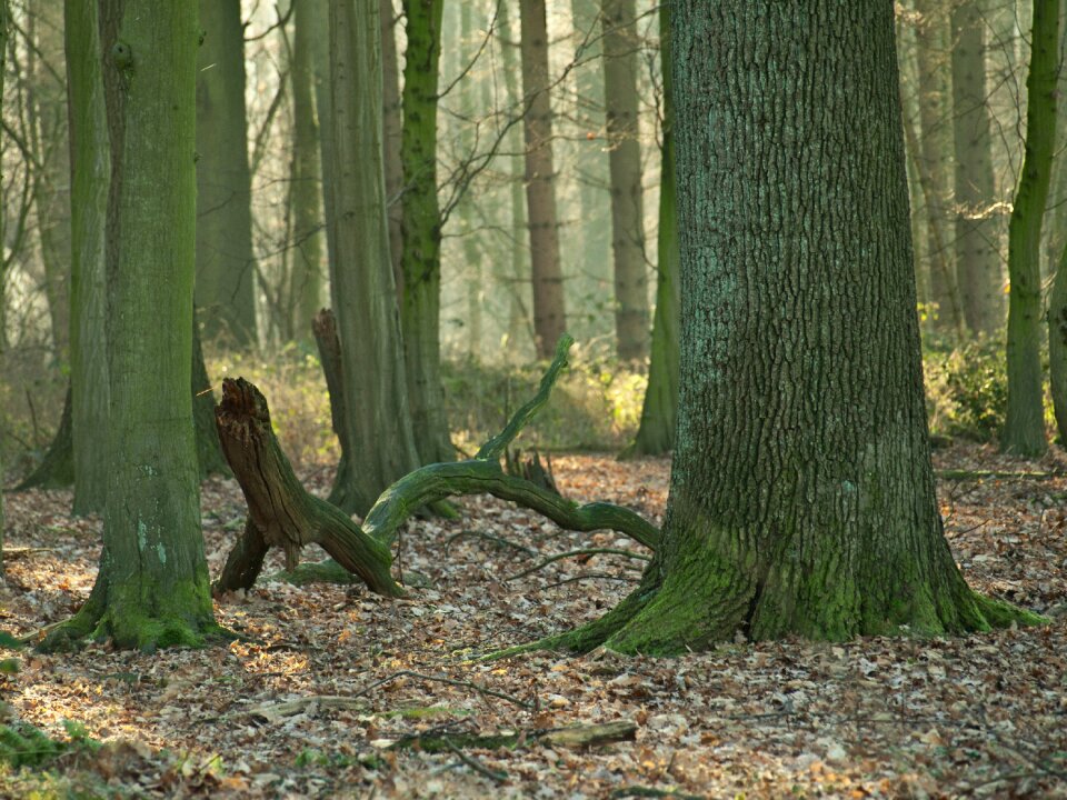 Nature tree winter