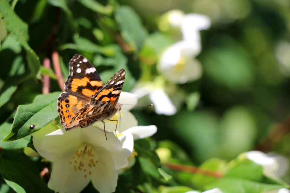 Insect summer wings
