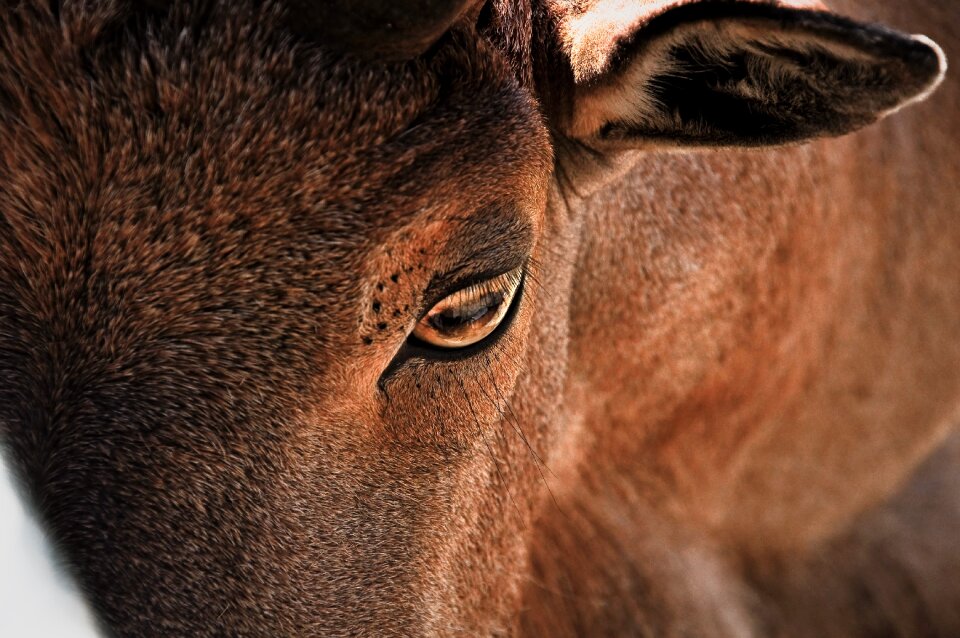 Barbary sheep african