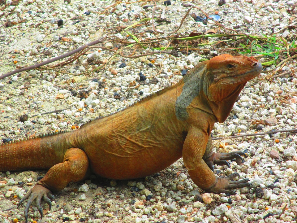 Rocks iguana reptile
