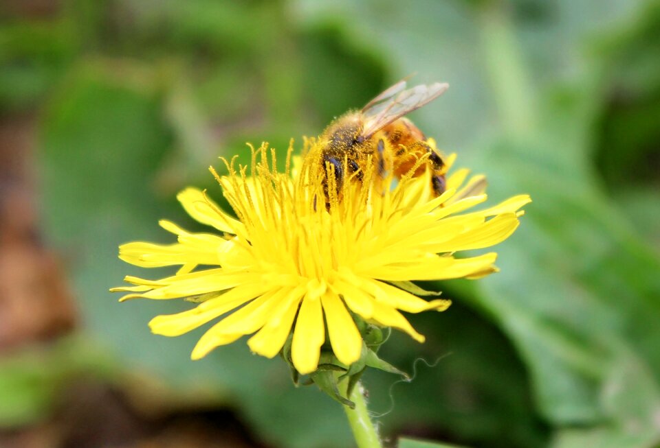 Honey insect nature