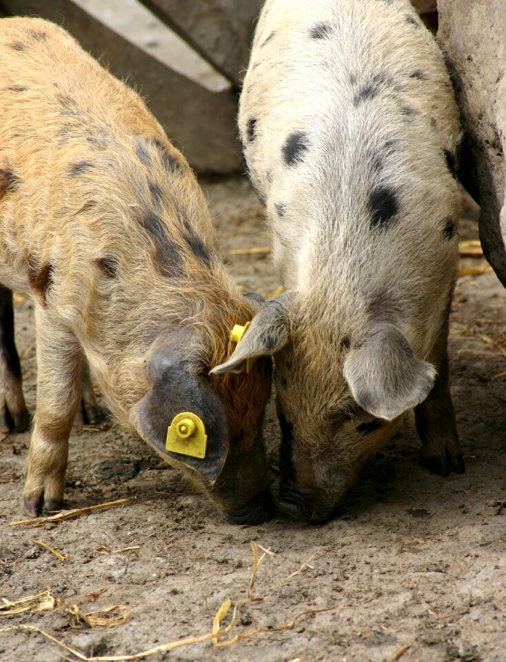 Happy pig sweet domestic pig photo