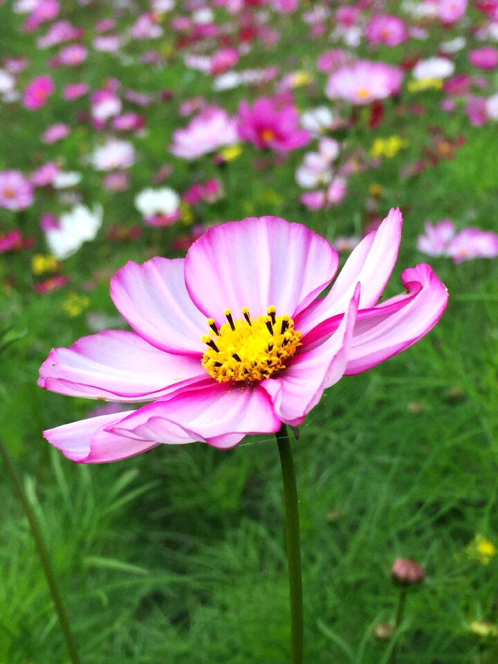 Autumn flowers in autumn