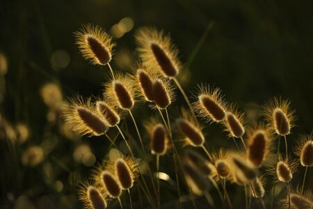 Nature prado light