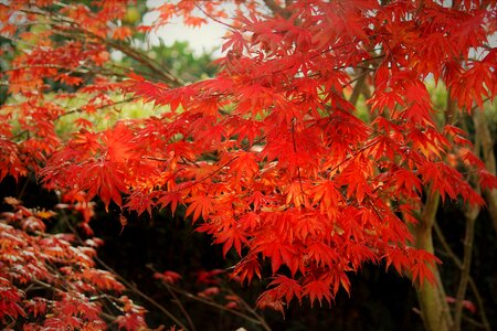 Leaves red foliage