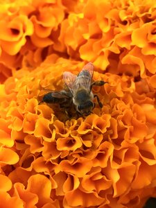 Pollen blossom season photo