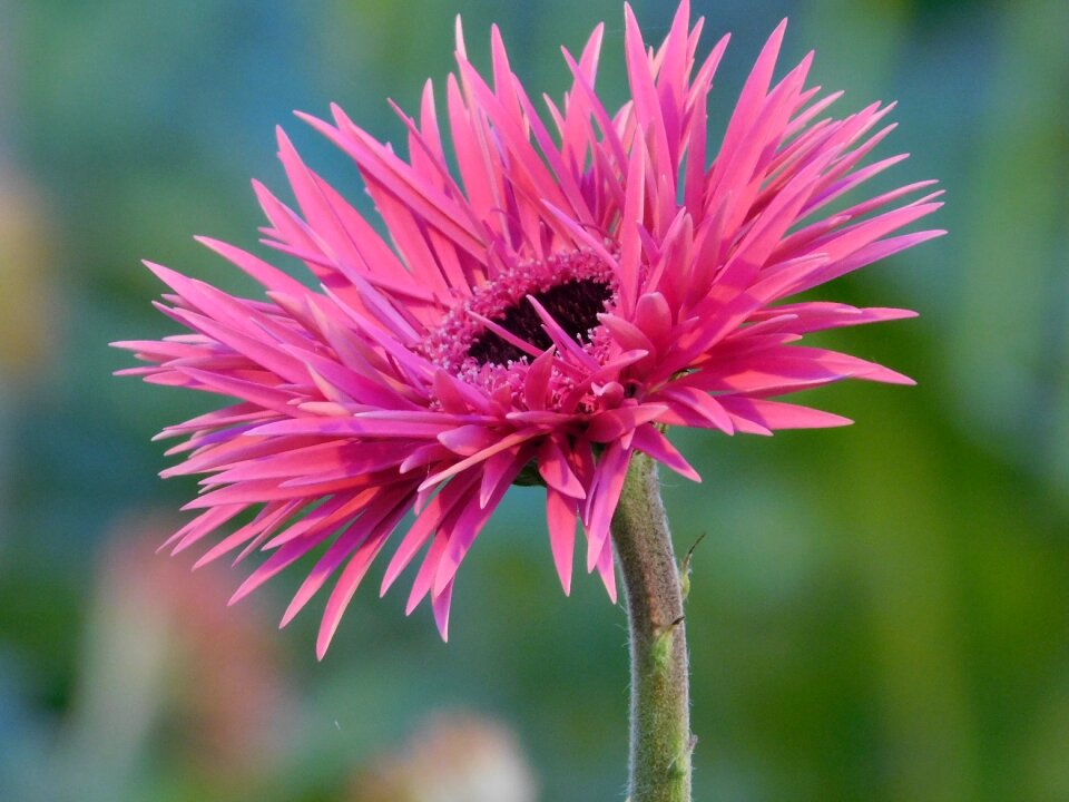 Pink purple macro