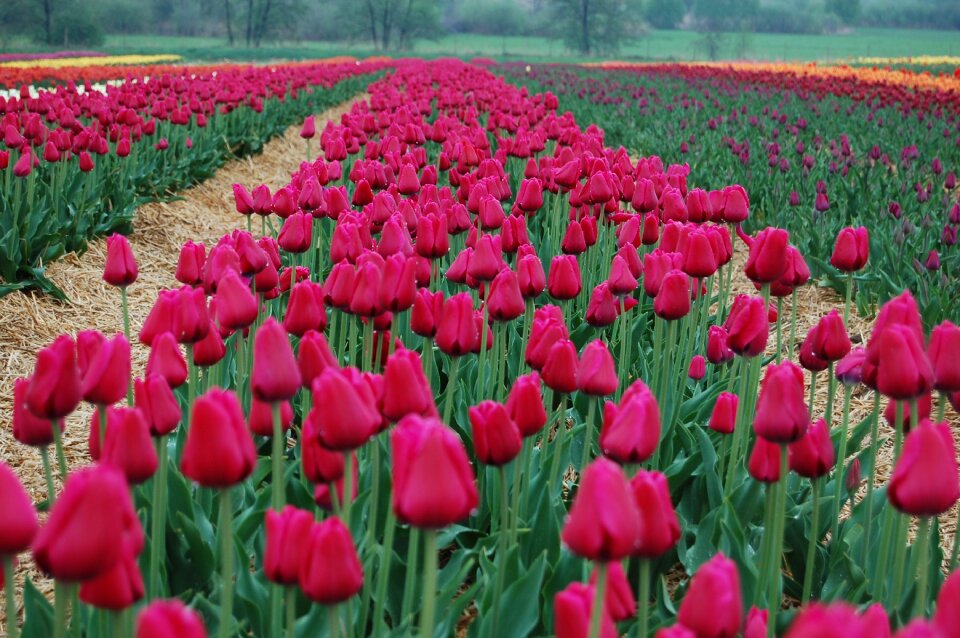 Blooming beauty nature