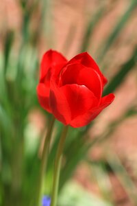 Floral nature blooming