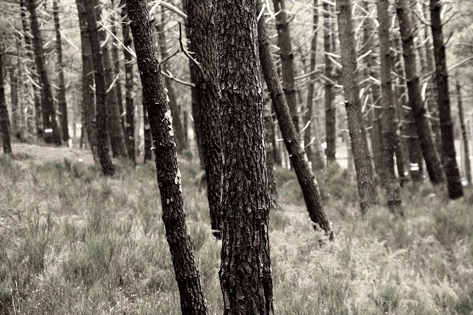 Bark forest atlantic coast