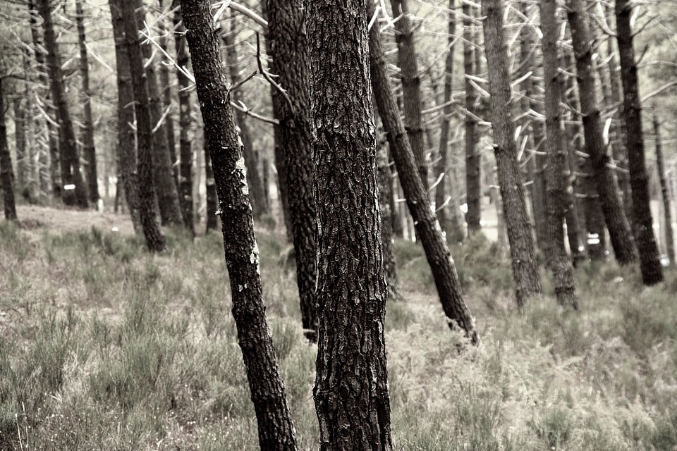 Bark forest atlantic coast photo