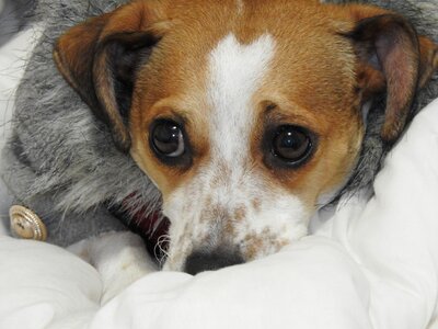 Portrait cute canine