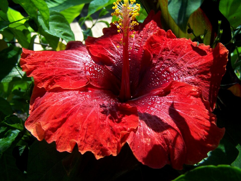 Flower tropicale malvacea
