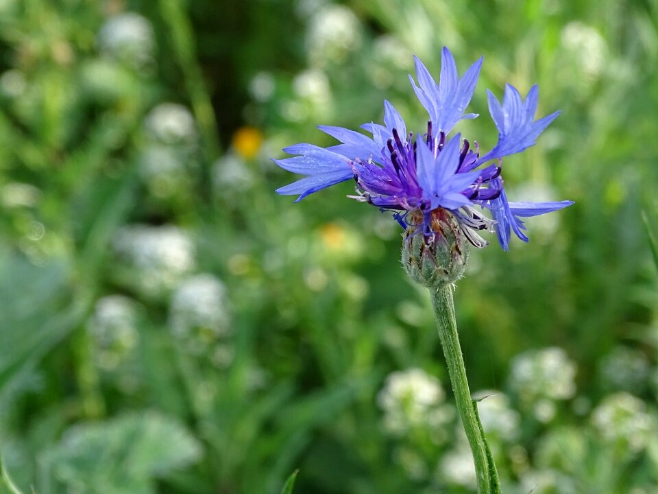 Blue blossom bloom