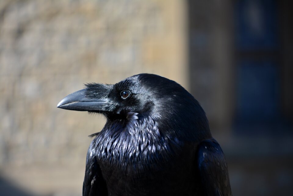 Beak black bird's head peninsula