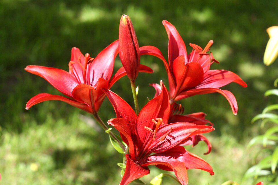 Flower fragrance nature