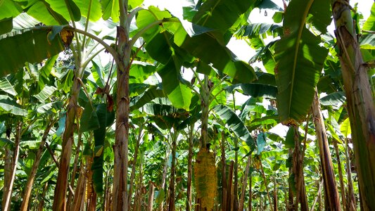 Colombia plantation banana