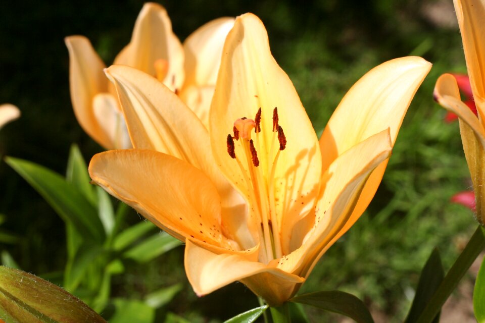 Fragrance nature summer flowers