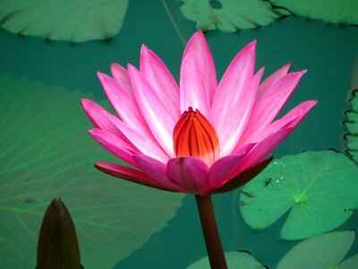 Pink nympheacea nuphar rosea