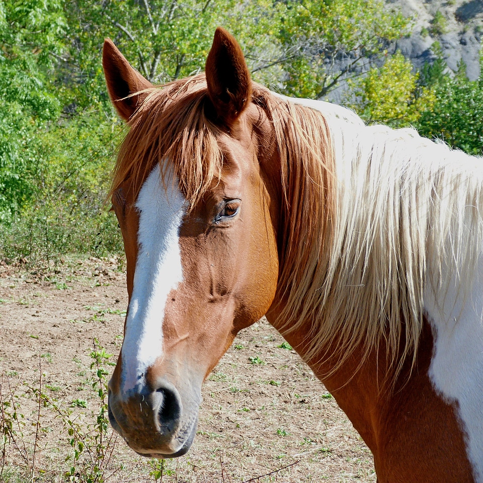 Horse head close up animals
