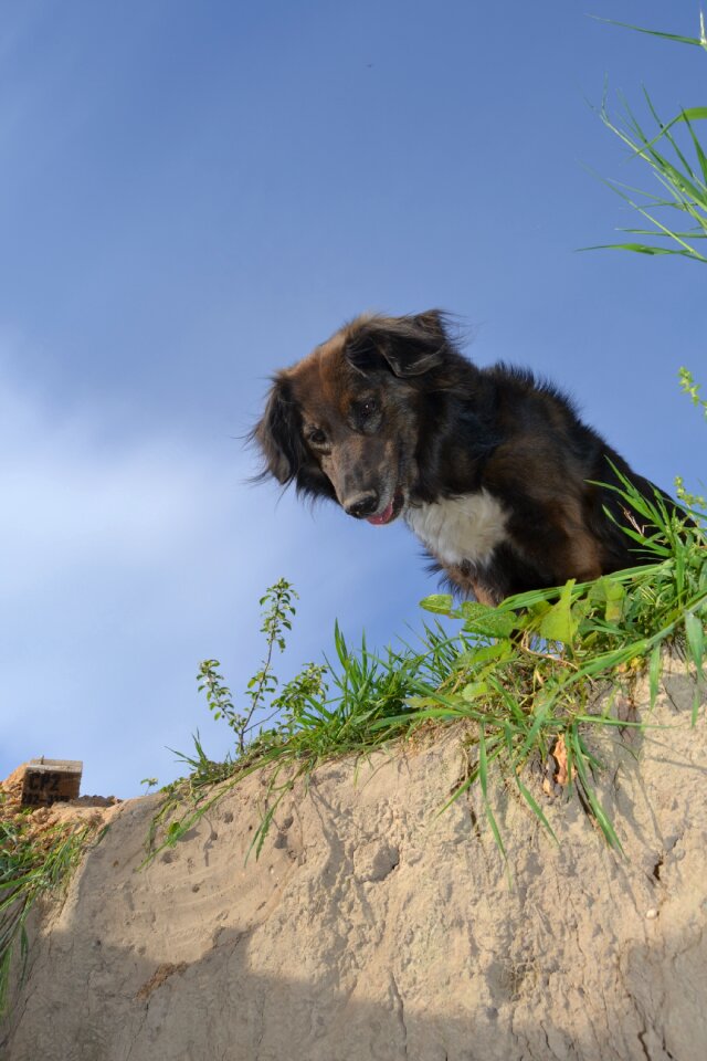 Animal pet curious