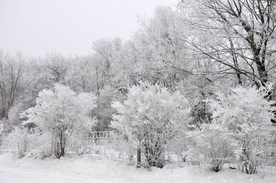 Nature snow landscape