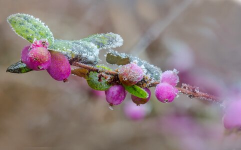 Cold nature frozen