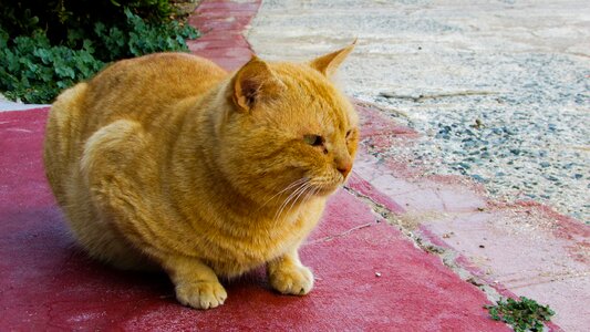Animal street cute