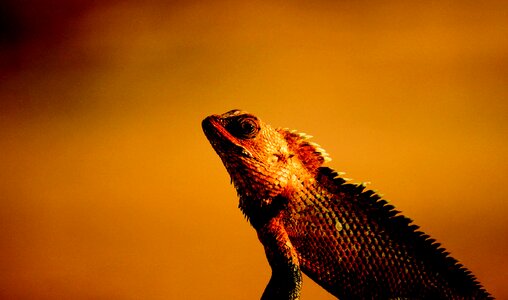 Dragon reptile animal photo