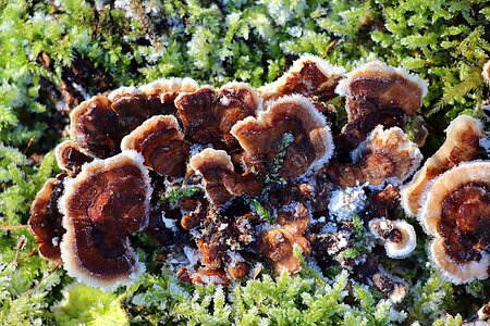 Nature forest floor ripe