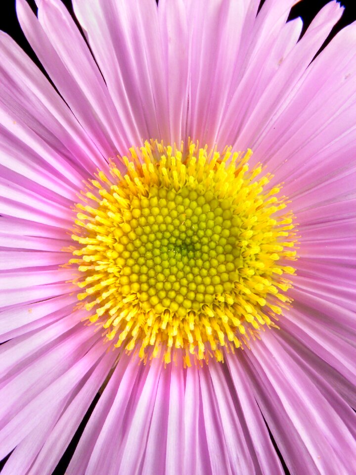 Macro flower plant