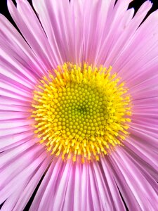 Macro flower plant