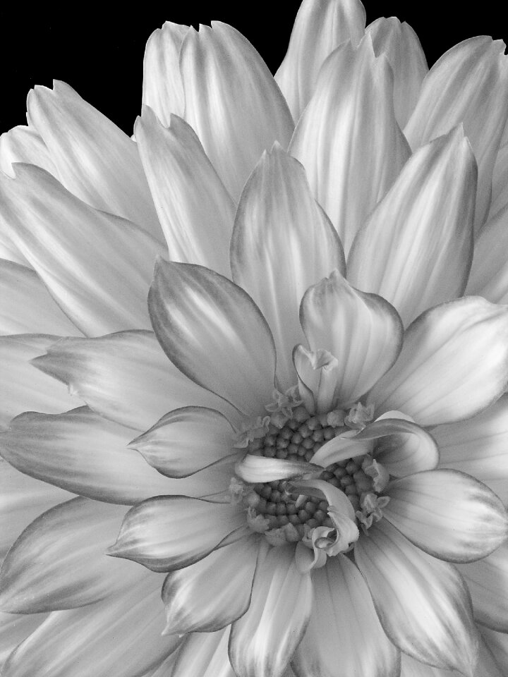 Garden nature macro