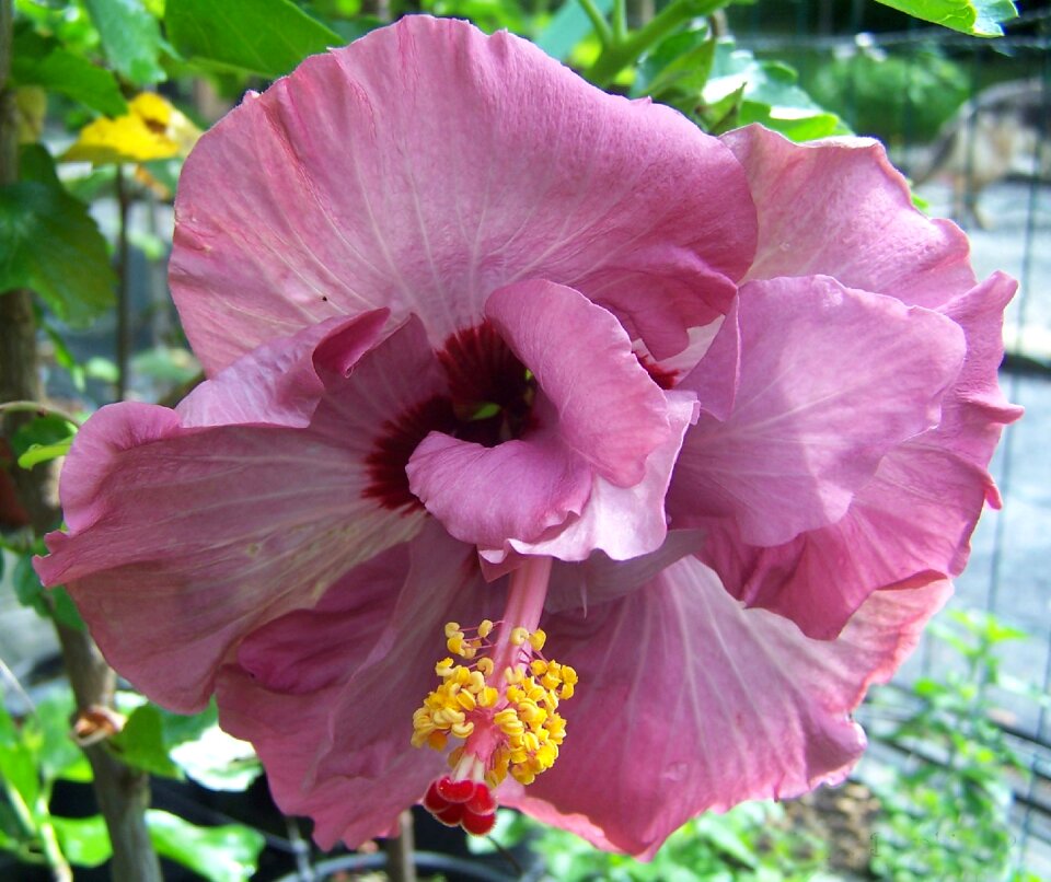 Petals pistil tropicale