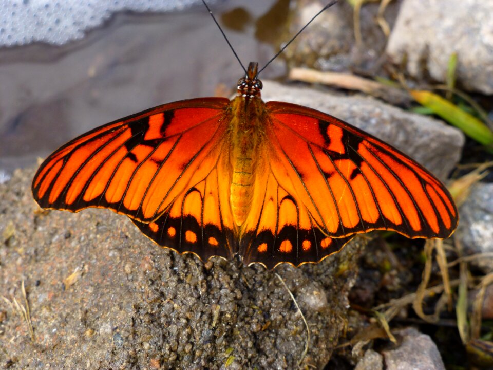 Orange insect orange butterfly