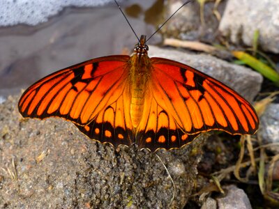 Orange insect orange butterfly photo