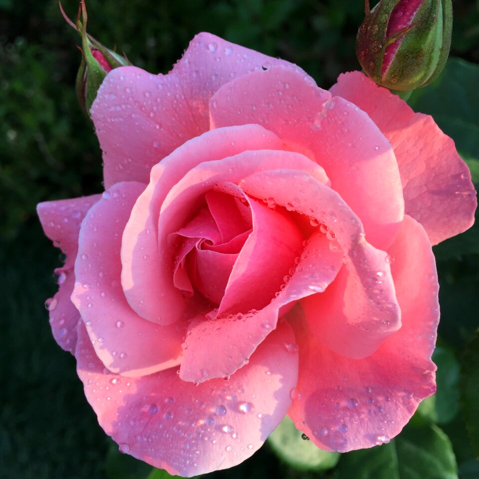 Flowers trickle pink roses