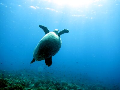 Sea turtle diver photo