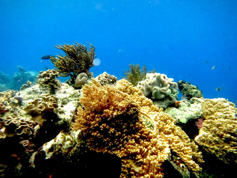 Coral marin submarine
